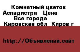 Комнатный цветок Аспидистра › Цена ­ 150 - Все города  »    . Кировская обл.,Киров г.